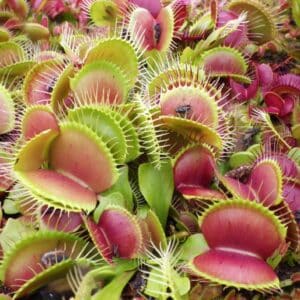 Dionaea muscipula