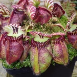 Cephalotus