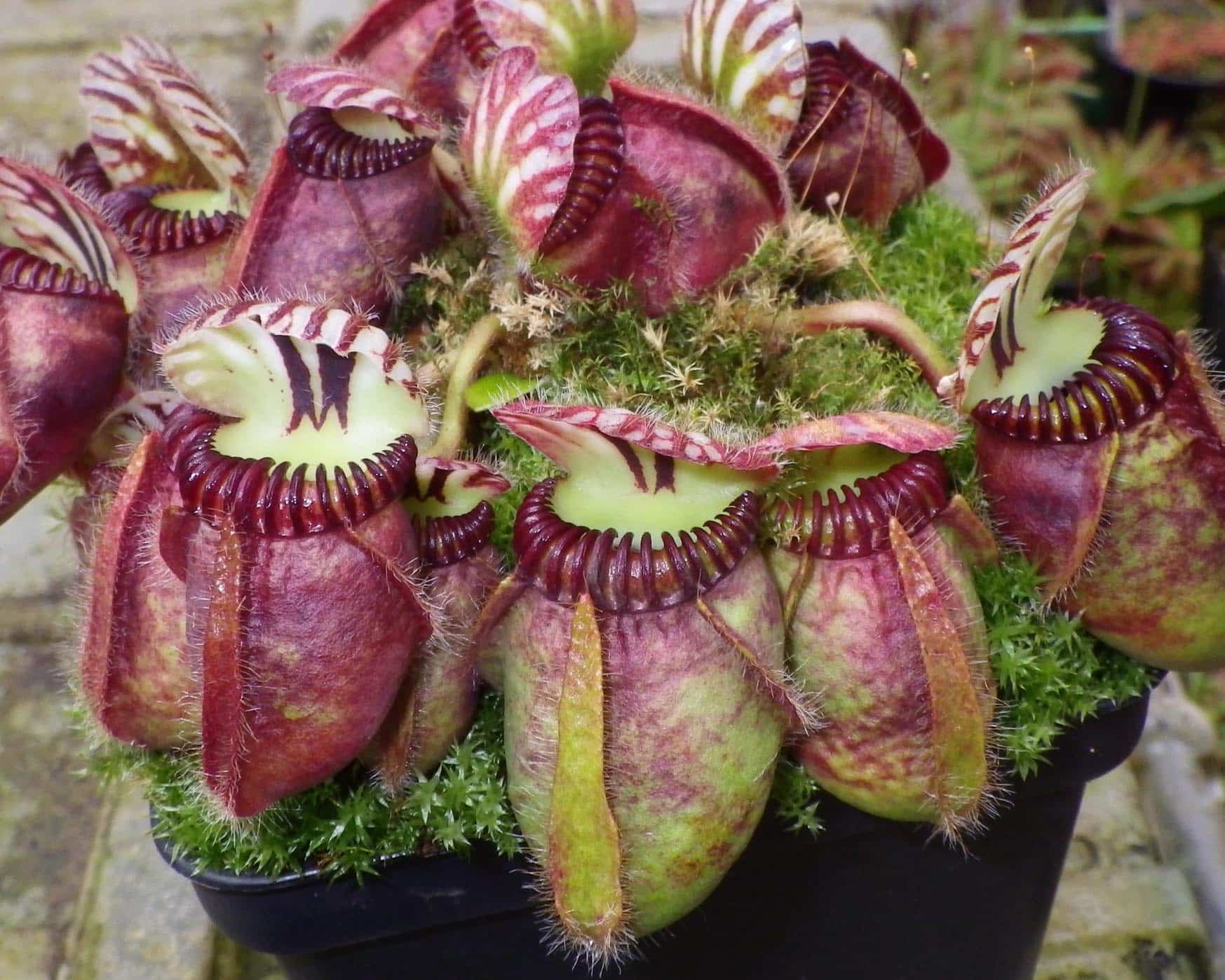Karnivoren - cephalotus