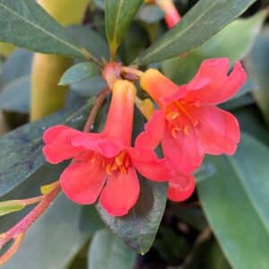 Rhododendron/Vireya