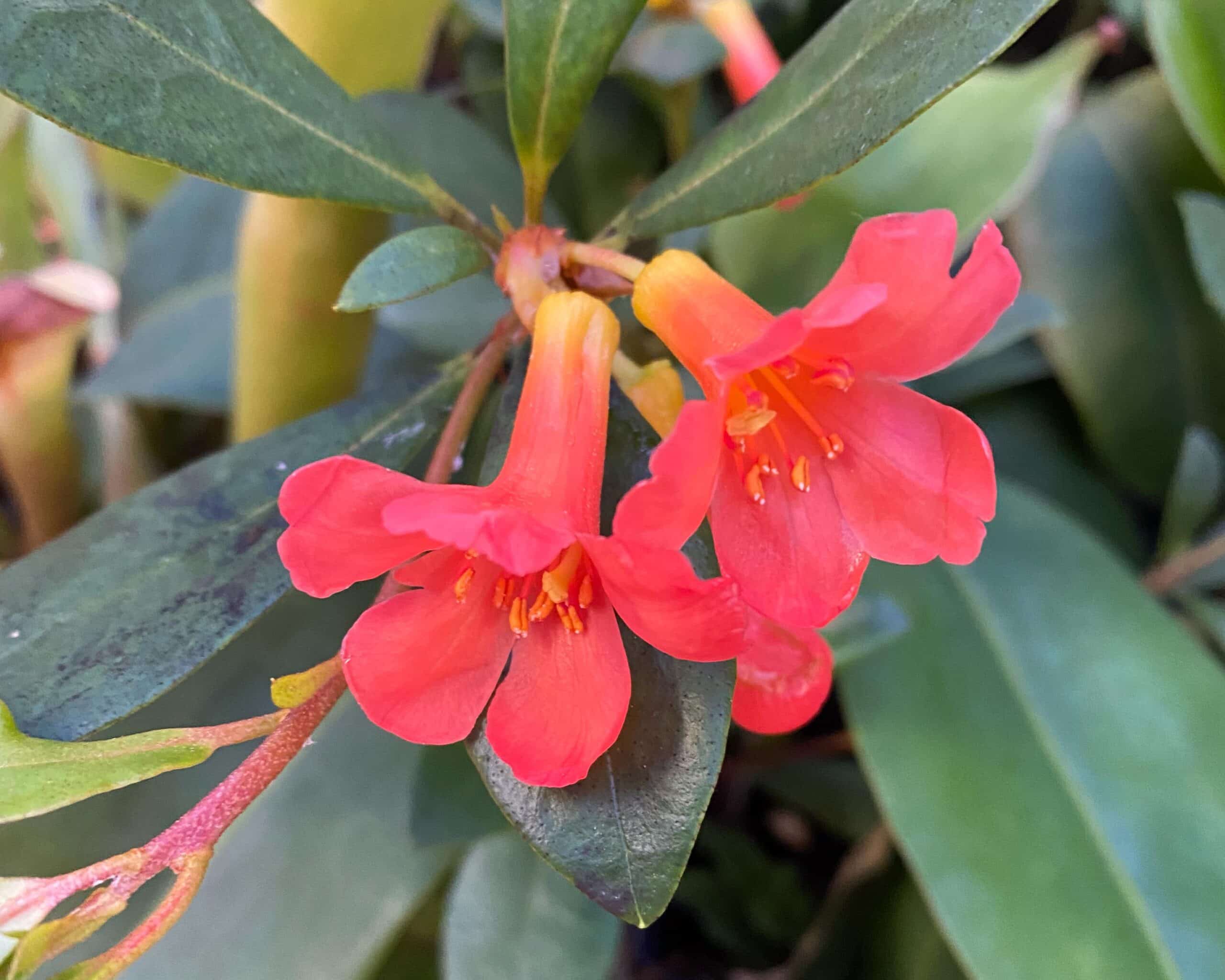 Tropische pflanzen - rhododendron / vireya