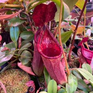 Nepenthes Hybriden