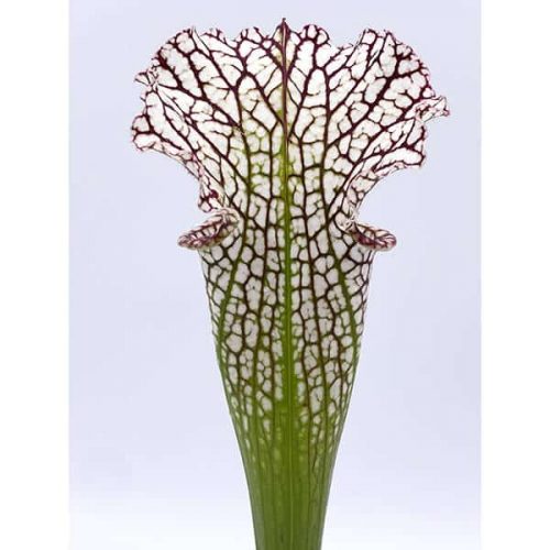 IOqWP3bQ5prpkHIL2Mzg.jpg IOqWP3bQ5prpkHIL2Mzg.jpg