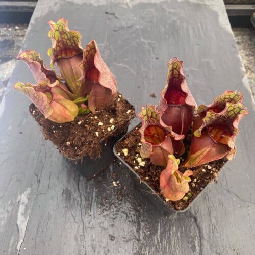 ISopPnfxyzNLGikmGF1b.jpg ISopPnfxyzNLGikmGF1b.jpg