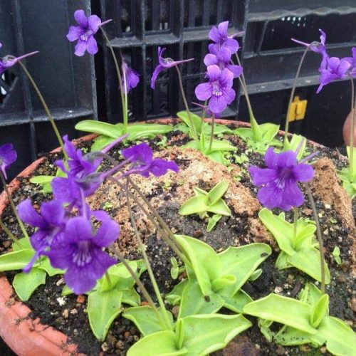 IUHGHoNzV6Bg6vqgzVJO.jpg IUHGHoNzV6Bg6vqgzVJO.jpg