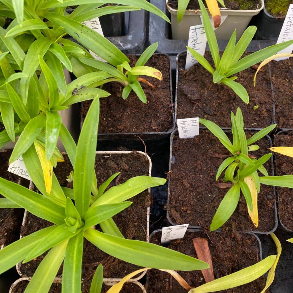 carnivorsandmore – Deine Quelle für seltene Pflanzen Disa tripetaloides Clone Nr. 1