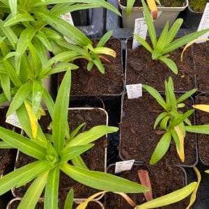 Disa tripetaloides Clone Nr. 1