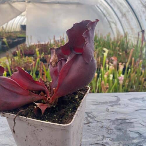 IW9bUg643BC6ppNxCXPp.jpg IW9bUg643BC6ppNxCXPp.jpg