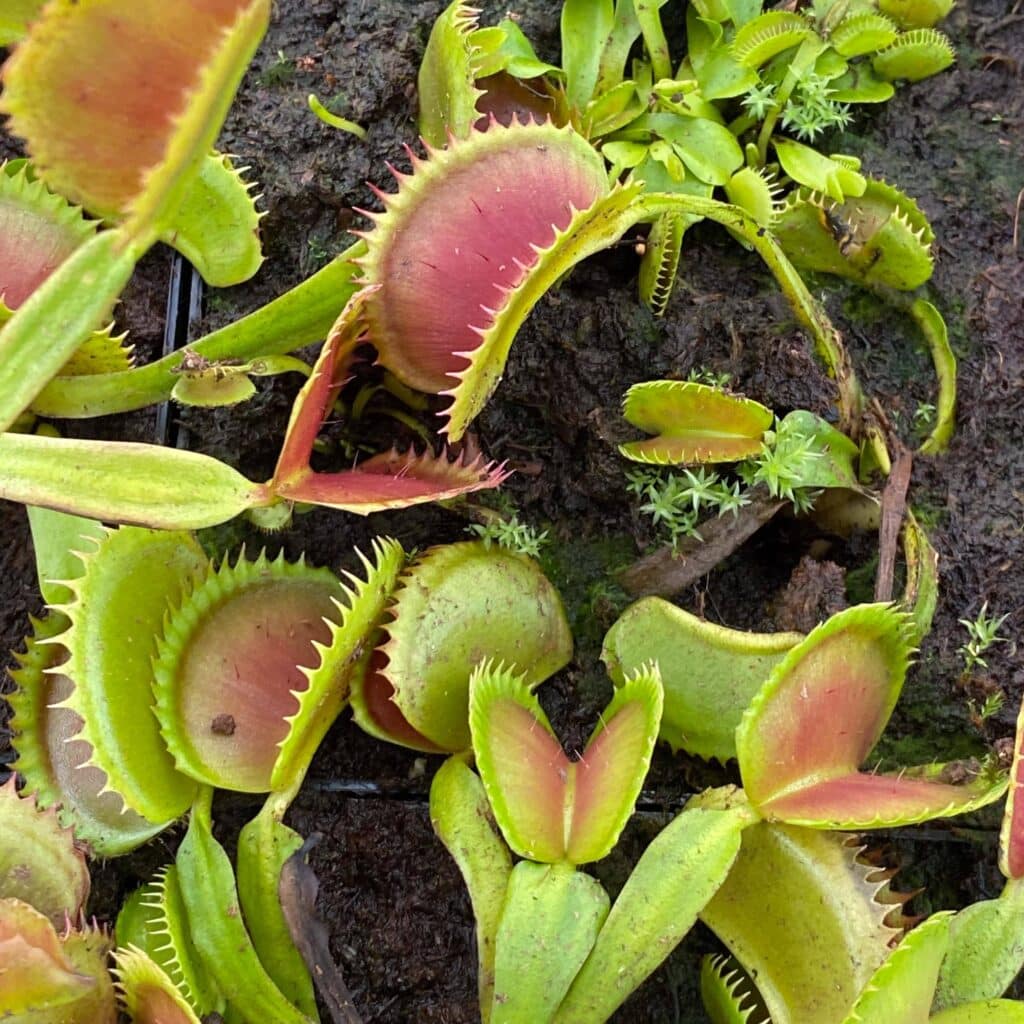 carnivorsandmore – Deine Quelle für seltene Pflanzen Dionaea muscipula ''GJ Giant Shark''