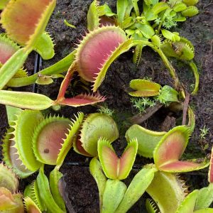 Dionaea muscipula "GJ Giant Shark"
