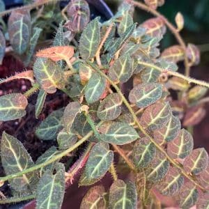 Solanum evolvulifolium