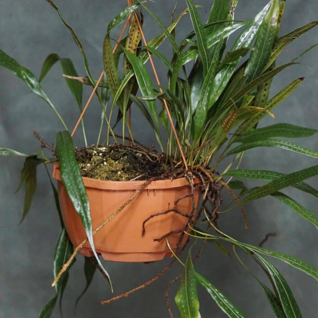 carnivorsandmore – Deine Quelle für seltene Pflanzen Polypodium spec. Costa Rica