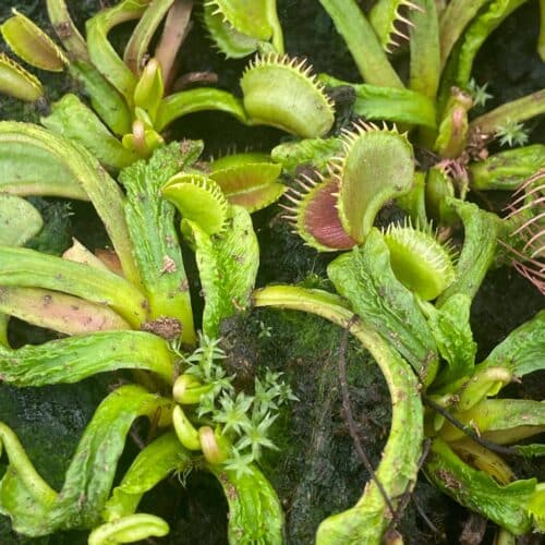 IgDlVTexKTHIwh5keZ2P.jpg IgDlVTexKTHIwh5keZ2P.jpg