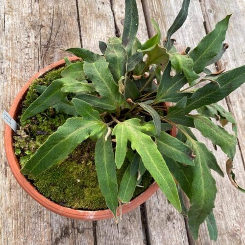 IhFjiVO5NOnrv6Q1RurE.jpg IhFjiVO5NOnrv6Q1RurE.jpg