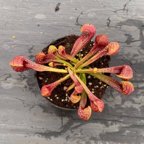 IkboGQcigX4HBXQzvLnm.jpg IkboGQcigX4HBXQzvLnm.jpg