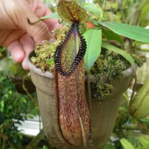 Nepenthes hamata, 8-10 cm