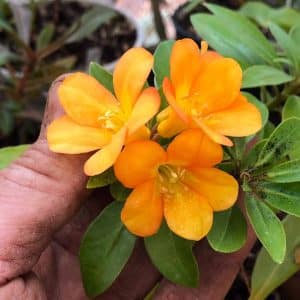 Rhododendron cv. sunny yellow
