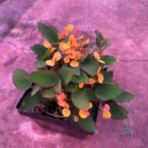 Begonia vankerkhovenii