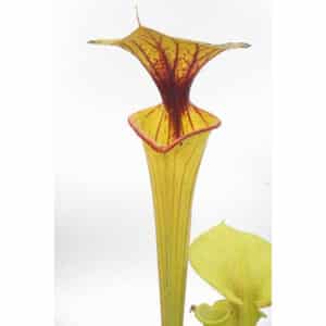 Sarracenia flava var. flava, North Carolina, MK F 32
