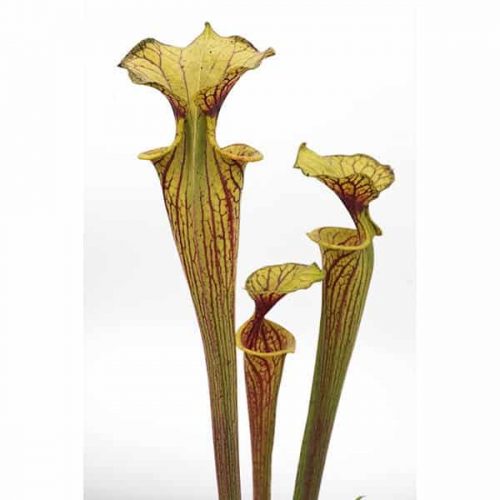 J9leCMpNrwFFCZBGJnqp.jpg J9leCMpNrwFFCZBGJnqp.jpg