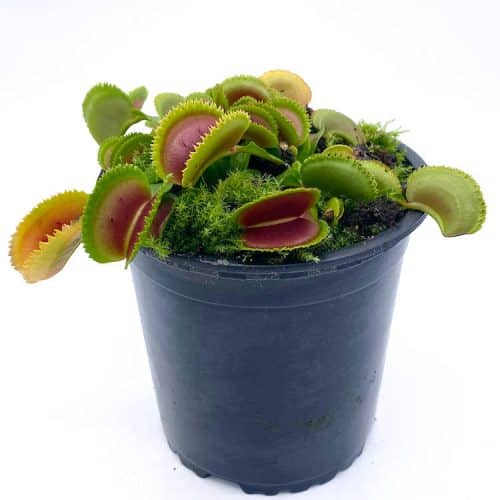 JC1LzD0y6d609FJTxbvS-1.jpg JC1LzD0y6d609FJTxbvS-1.jpg