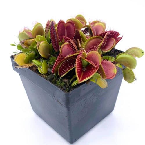 JGW4CKlXLlR4TVO8DMWb.jpg JGW4CKlXLlR4TVO8DMWb.jpg