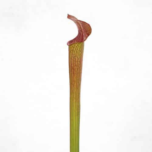 JKvcJQan6CAN5cFK4DiQ.jpg JKvcJQan6CAN5cFK4DiQ.jpg