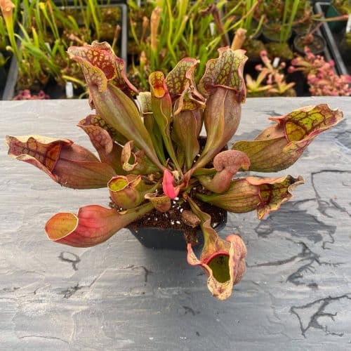 JMWbmYqSZlEzXplOcMun.jpg JMWbmYqSZlEzXplOcMun.jpg