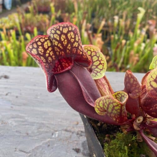 JZyfXB95XH9SZqF6RFfi.jpg JZyfXB95XH9SZqF6RFfi.jpg