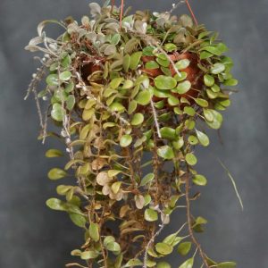 Pyrrosia nummularifolia, round leaf