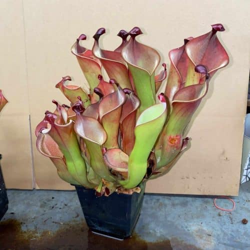 JiTBF6ZsZKVctpsuGh6u.jpg JiTBF6ZsZKVctpsuGh6u.jpg