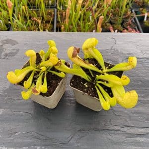 Sarracenia x courtii anto freeᅠ
