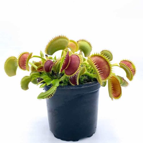 Jk5qfTCypU7NOVjgmU6F.jpg Jk5qfTCypU7NOVjgmU6F.jpg