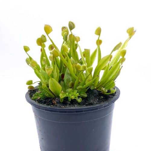 JsOez3BILoBQuWeSfBdT-1.jpg JsOez3BILoBQuWeSfBdT-1.jpg