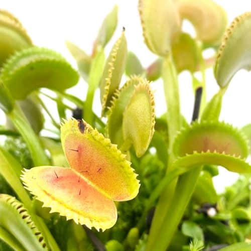 JsRvjqt91P1StBW8MtDn-1.jpg JsRvjqt91P1StBW8MtDn-1.jpg