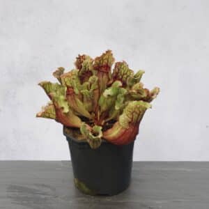 Sarracenia purpurea ssp. venosa, Reedy Creek, Caroline Co., 12-16 cm