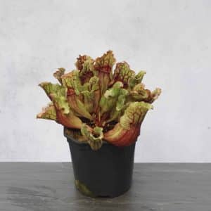 Sarracenia purpurea ssp. venosa, Reedy Creek, Caroline Co., 12-16 cm