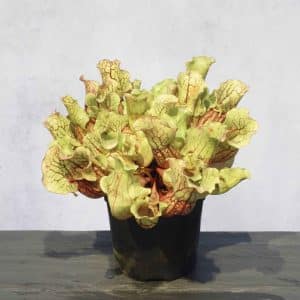 Sarracenia purpurea ssp. venosa, Tatnall Co., seedgrown or divisions, 12-15 cm