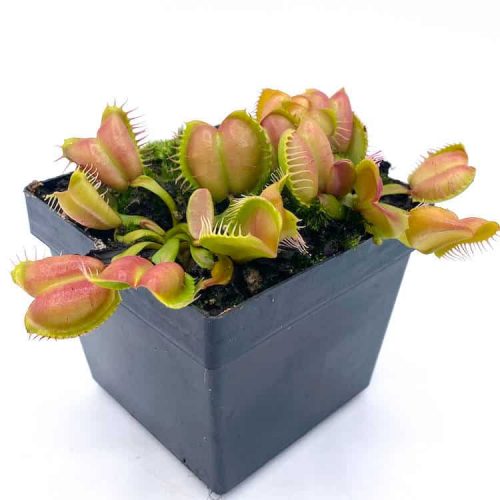 Jz704kfKe6BZyJuEfpLQ.jpg Jz704kfKe6BZyJuEfpLQ.jpg