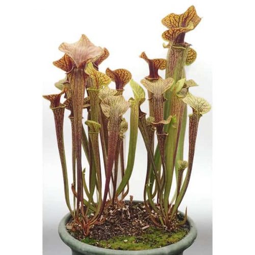 K0S4uDQuyF8h46M2IfSd.jpg K0S4uDQuyF8h46M2IfSd.jpg