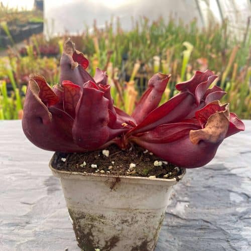 K2OW1YxDr0afzST0X2YT.jpg K2OW1YxDr0afzST0X2YT.jpg