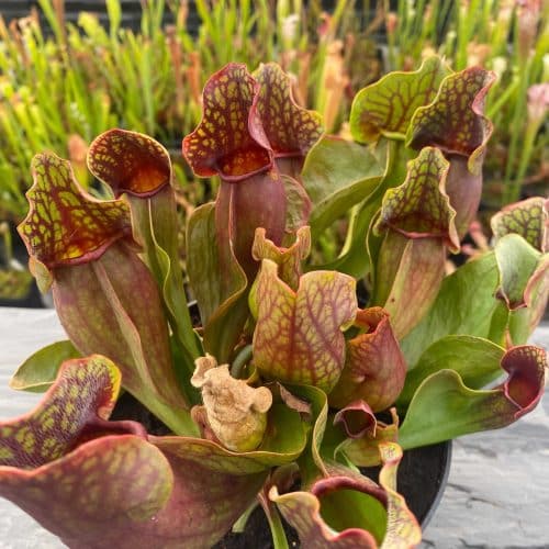 K3qty4DLf5HJYgKh2J9Y.jpg K3qty4DLf5HJYgKh2J9Y.jpg