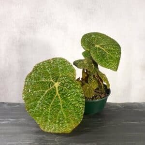 Begonia moyesii