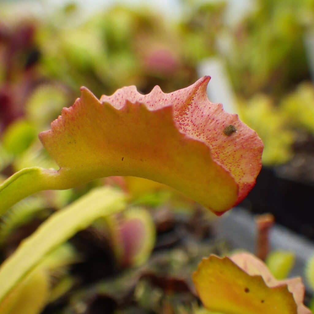 Dionaea muscipula ''Wacky Trap''