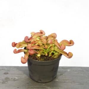 Sarracenia psittacina "Orange Flower"