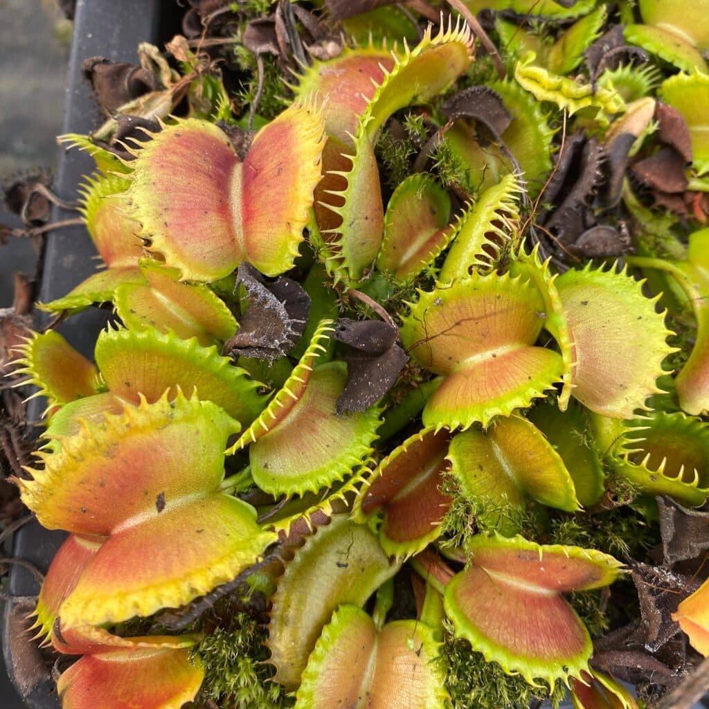 carnivorsandmore – Deine Quelle für seltene Pflanzen Dionaea muscipula "CK WW 7"