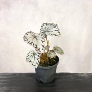 Begonia "Silver Dollar"
