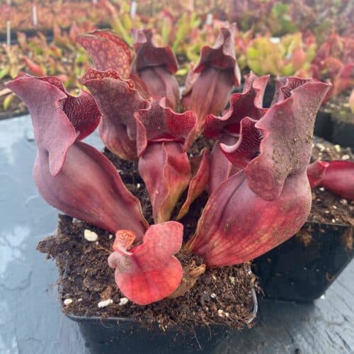 KSxqLfVO6zNbEI6CFDjG.jpg KSxqLfVO6zNbEI6CFDjG.jpg