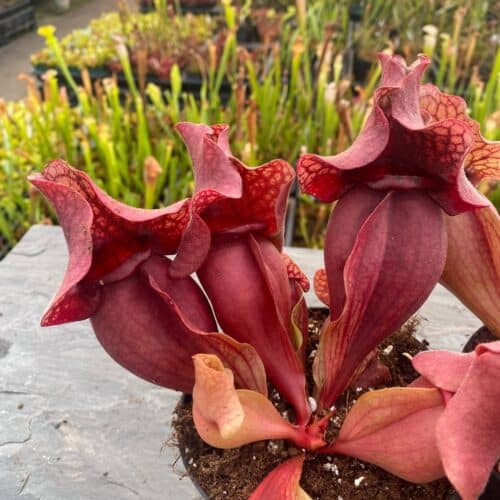 KUpBUuiSZYYlfCRyU7Qs.jpg KUpBUuiSZYYlfCRyU7Qs.jpg