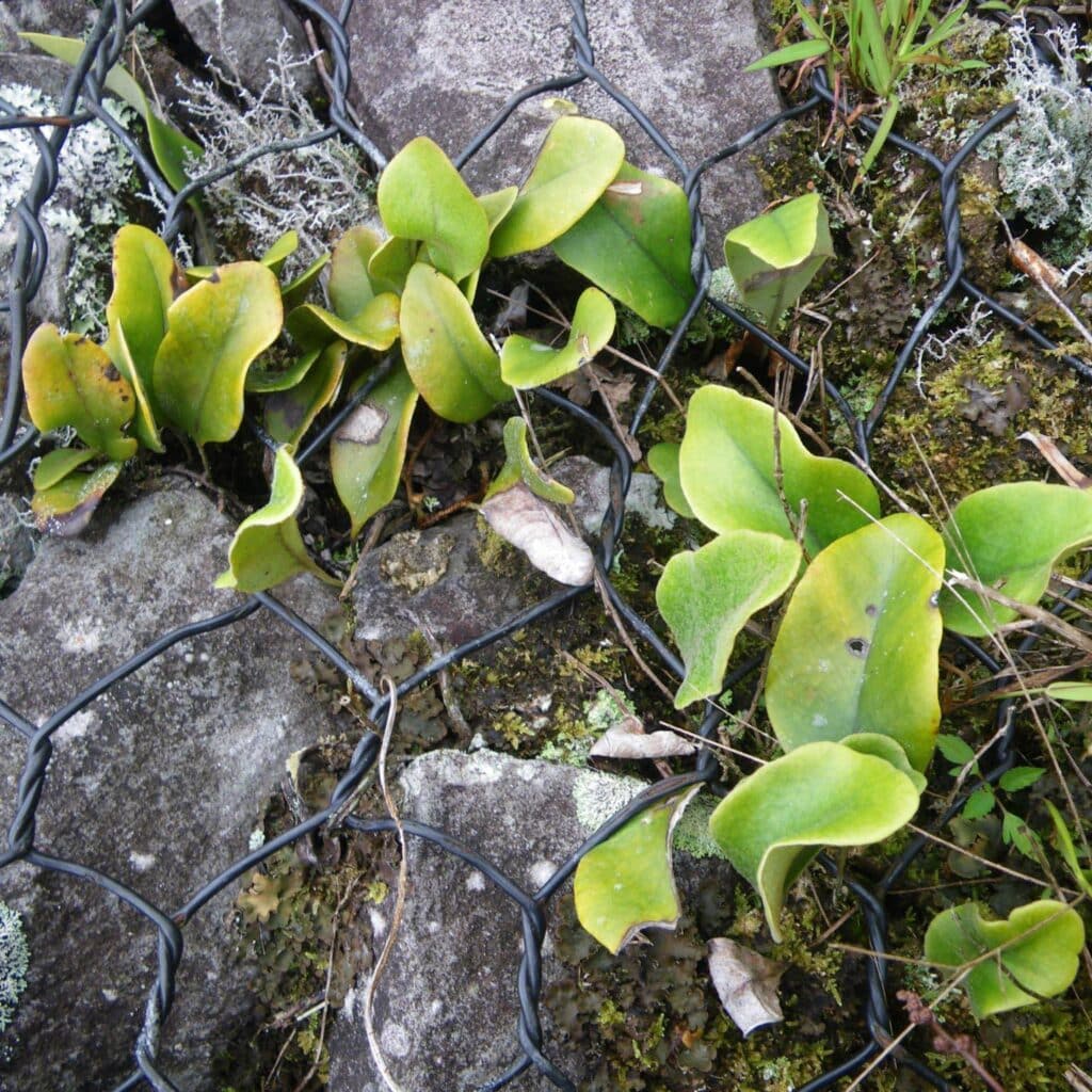 carnivorsandmore – Deine Quelle für seltene Pflanzen Pyrrosia spec. Cameron Highlands, growing lithophytic on stones